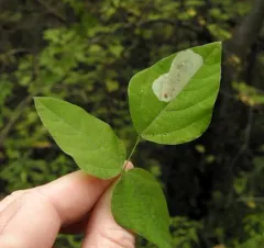 Leucanthiza amphicarpeaefoliella thumbnail 3