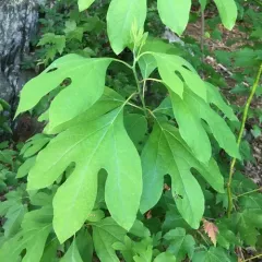sassafras thumbnail 2