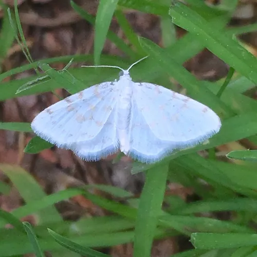 Fragile White Carpet