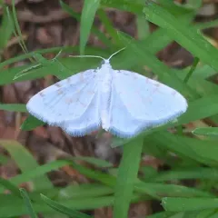 Fragile White Carpet thumbnail 1