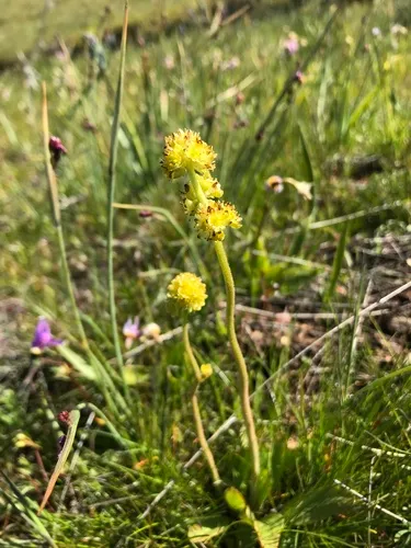 Tiny Swamp Saxifrage