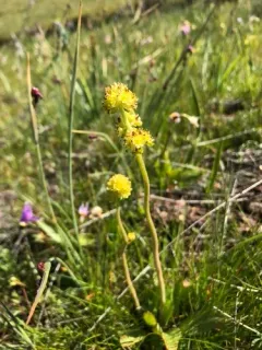 Tiny Swamp Saxifrage thumbnail 1