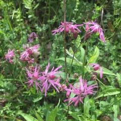 ragged-robin thumbnail 3