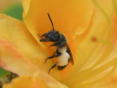 Azalea Mining Bee thumbnail 3