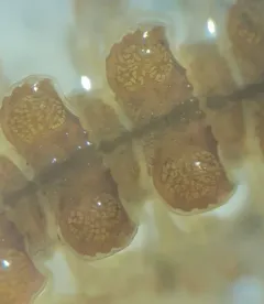 Common Flat-backed Millipede thumbnail 4