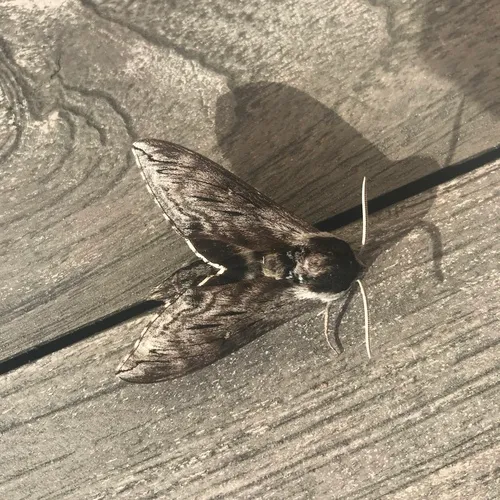 Northern Apple Sphinx