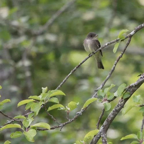 Eastern Wood-Pewee