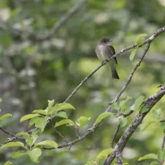 Eastern Wood-Pewee thumbnail 1