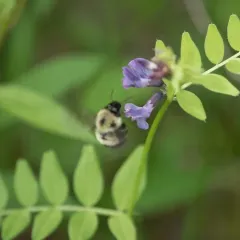 Half-black Bumble Bee thumbnail 3