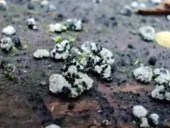 Neobarya parasitica thumbnail 2