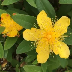 Rose-of-sharon thumbnail 1