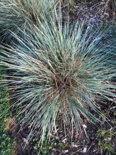 Gray Hairgrass thumbnail 2