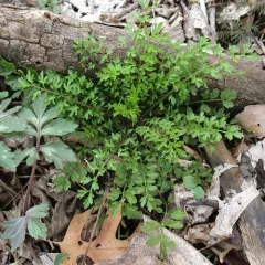 narrow-leaved bittercress thumbnail 4