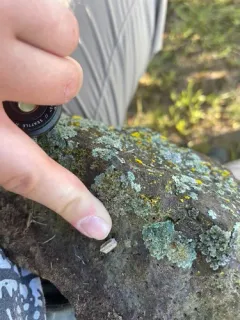 Litaneutria superna thumbnail 2