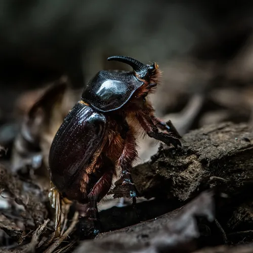 Eastern Rhinoceros Beetle
