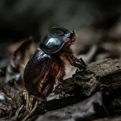 Eastern Rhinoceros Beetle thumbnail 1