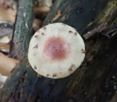 Pholiota polychroa thumbnail 4