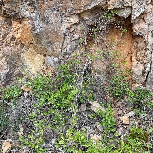 Western White Clematis
