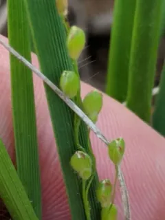 Long-panicled Panicgrass thumbnail 2