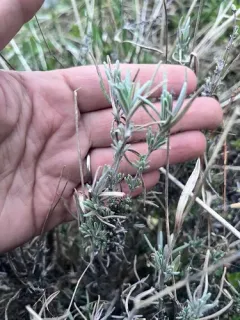 Common Lavender thumbnail 2