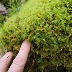 Common Apple-moss thumbnail 3
