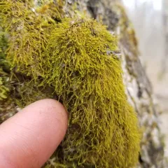 Anomodon tristis thumbnail 4
