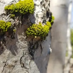 Ulota crispula thumbnail 2