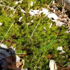 Common Haircap Moss thumbnail 4
