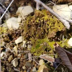 Algal Haircap Moss thumbnail 2