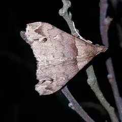 Ambiguous Moth thumbnail 4