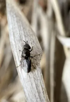 Odontomyia hoodiana thumbnail 2