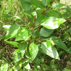 black cottonwood thumbnail 4