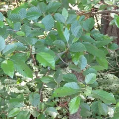 Red Alder thumbnail 3