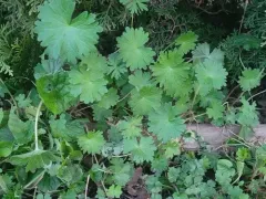 Roundleaf geranium thumbnail 4