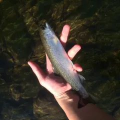 Rainbow Trout thumbnail 4