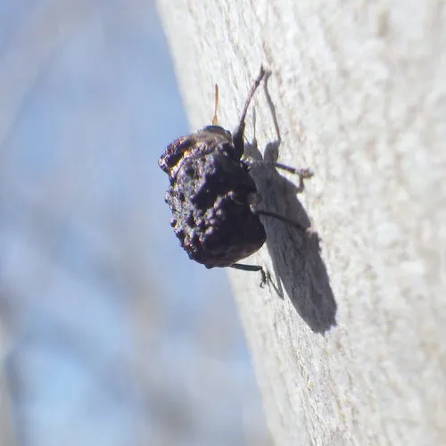 Neochlamisus bebbianae