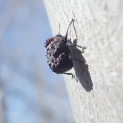 Neochlamisus bebbianae thumbnail 1