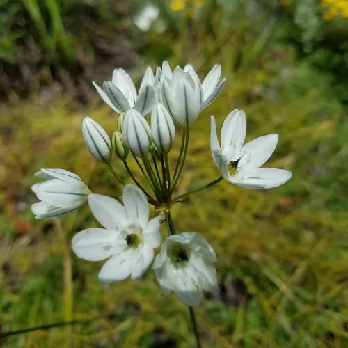 white brodiaea