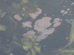 Clathromorphum circumscriptum thumbnail 2