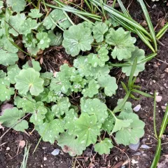 Garden Lady's-mantle thumbnail 2