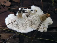 aromatic earthfan thumbnail 3