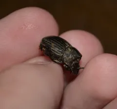 Frigid Dung Beetle thumbnail 4
