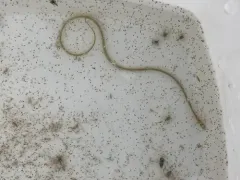 Quillfish thumbnail 3