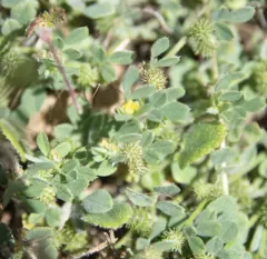 little bur-clover thumbnail 1