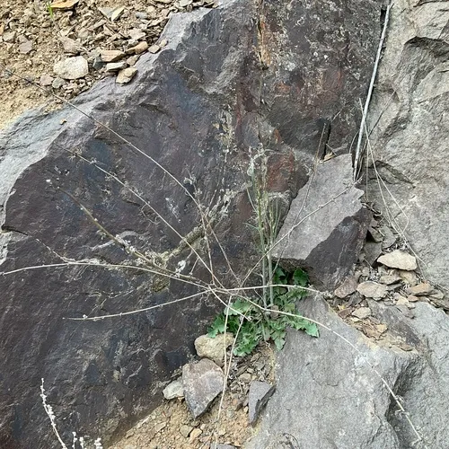 Rush Skeletonweed