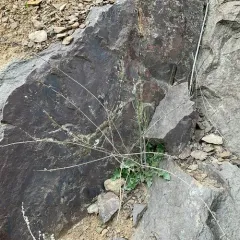 Rush Skeletonweed thumbnail 1
