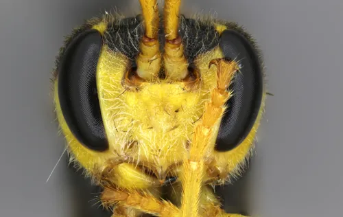 Habronyx magniceps