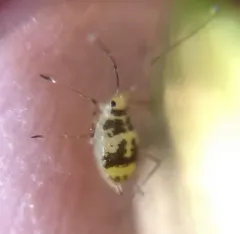 Crescent-marked Lily Aphid thumbnail 3