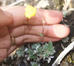 bluff cinquefoil thumbnail 4