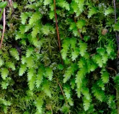 magnificent leafy moss thumbnail 2